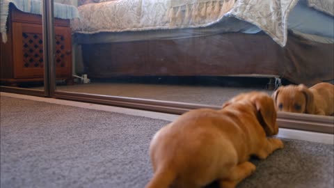 A Dog Fights With His Reflection In The Mirror