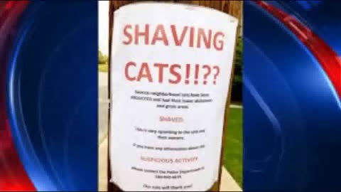 Mystery in Virginia: Someone is shaving other people's cats