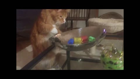 Cat Uses "Thumbs" to Grab Toys