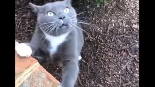 FUNNY CAT VIDEOS