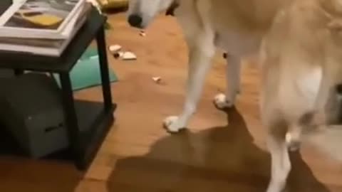 Cute dog with a bone
