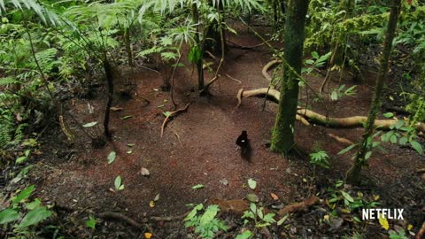 Our Planet | Birds Of Paradise | Exclusive Clip |