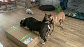 Bulldog, Malinois and the box