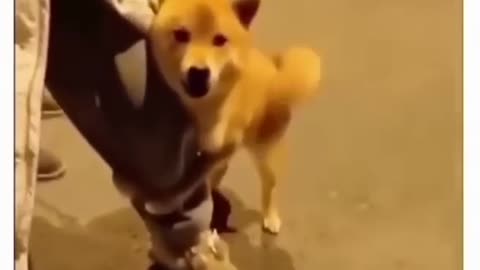 Viral dog🐕 and cat 🐈 video 2024