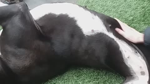 Great Dane belly rubs