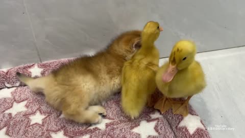 So cute funny--_The process of kitten and the duckling making friends.Video of ducklings and kittens