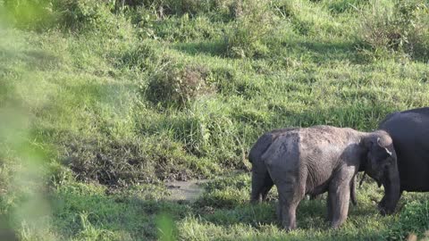 Elephants having fun