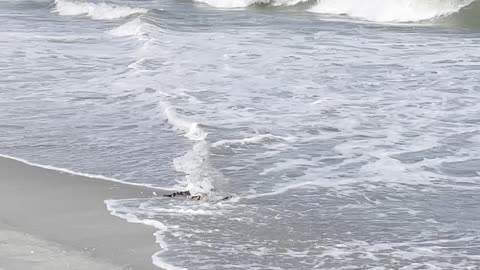 Giant Canebrake Rattlesnake Enjoying the Beach