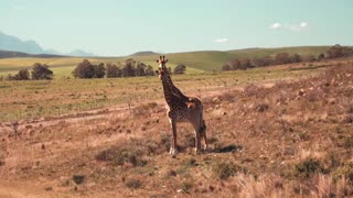 The Beauty of African Giraffes.