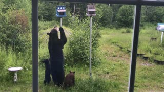 Mama Bear and Cubs Want Bird Feeder