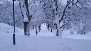 Snow Covered the Trees. Attractive Nature!