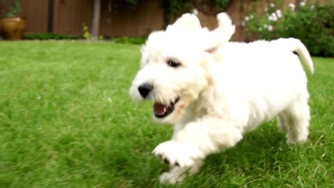 Funny Dog , viral dog , funny dog run , dog runnning