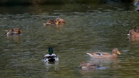 Ducks and Ducklings enjoying bath time