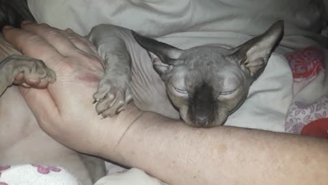 CONFUSED SPHINX KITTEN WANTS TO NURSE ON MUMS ARM