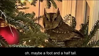 Family Finds Owl Living in Their Christmas Tree Bought At Tree Lot 4 Days After It Was Delivered