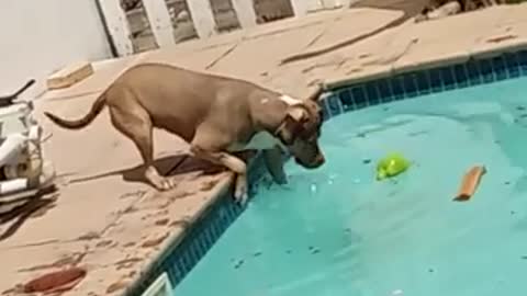 My Pitbull's first swim on her own