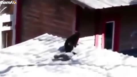 Cat battle is controlled by a crow referee