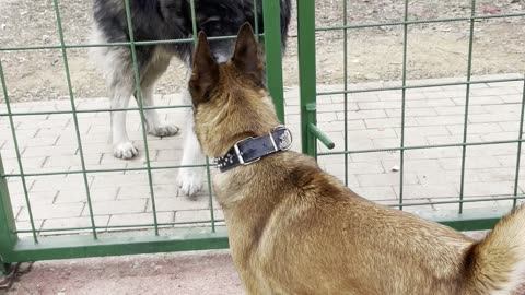 Tora blegianmalinois playing love dog the best friends