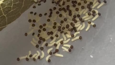 Hatching Caterpillars