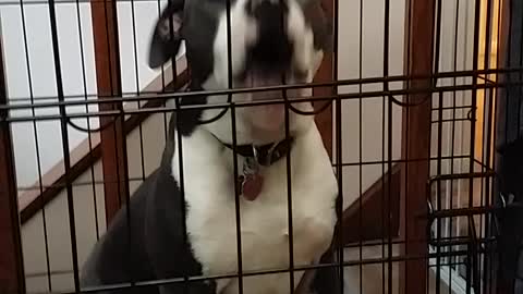 Puppy hilariously sings along with owner