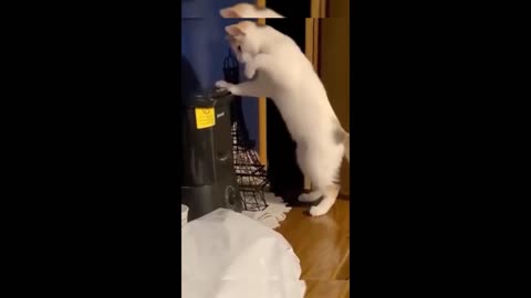 Funny animals fight 🤣🤣🤣 two cats bulling each other