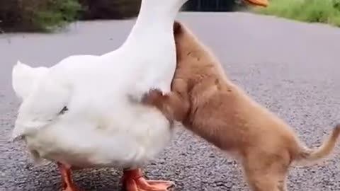 Have you ever seen Duck hugging with little puppy