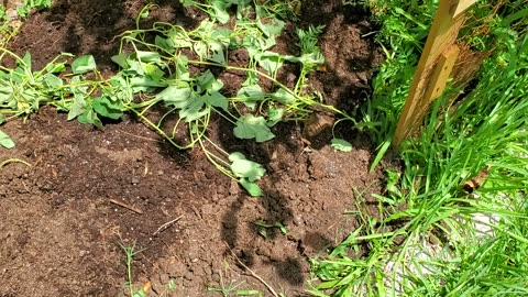 Garden-composting