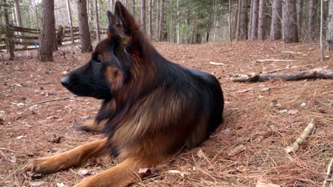 German Shepherd sitting still?