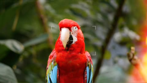 Among the birds, parrot is a very beautiful bird.