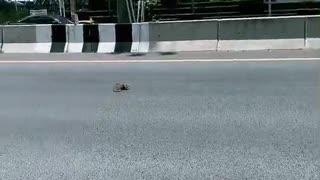 Kitten Saved From Busy Road