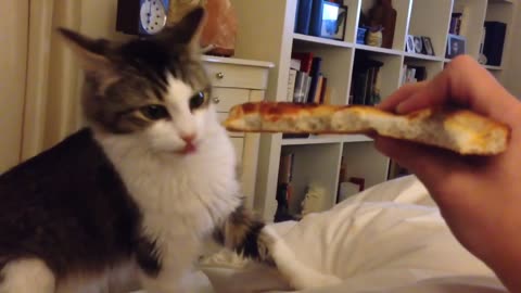 Kitten Eats My Pizza