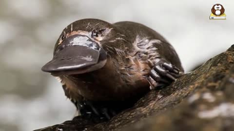 What Is A Platypus? 10 Facts about the Platypus!