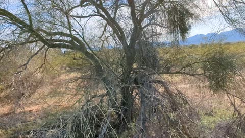 Pima counties hidden secret. Mule staging highway