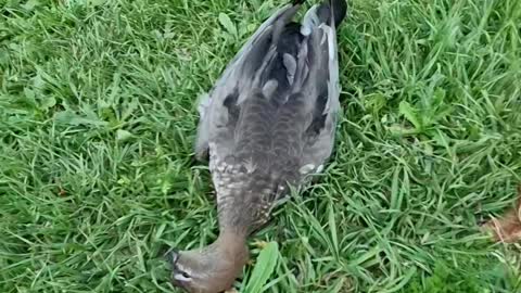 Found a dead Zebra dove