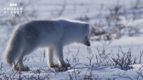 Arctic Fox Dives Headfirst Into Snow - Frozen Planet II - BBC America