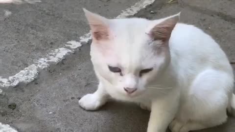 Cute white cat in Kyrgyzstan