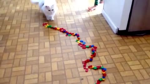 Funny cat trick The White Cat Snowy