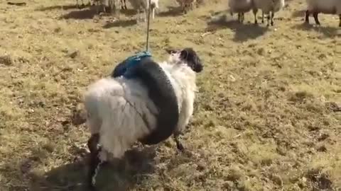 cute lamb swinging on a swing