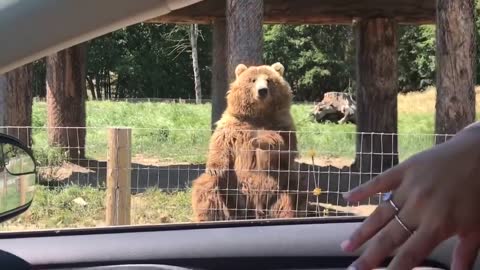 Cute Funny Bear Shows off Catching Skills and Waves
