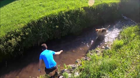 Dog Training Cute Dog