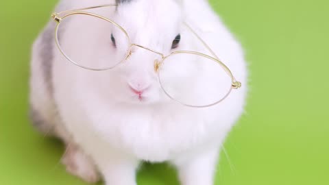 Cute Bunny With Eyeglasses