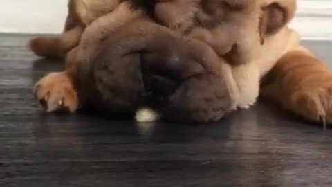 Shar Pei puppy struggles to eat banana from floor