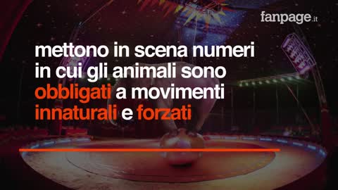 Animali sfruttati nei circhi: quanti sono e quando saranno illegali in Italia