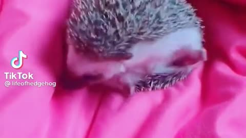 Hedgehog loves it new blanket