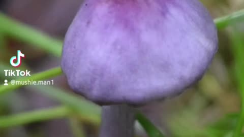 Laccaria Amethystina (Amethyst Deceiver)