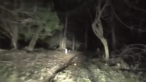 Night drive through scary Forest