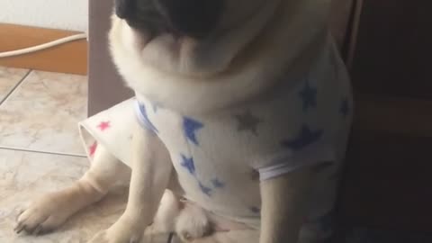 PUG Sentado