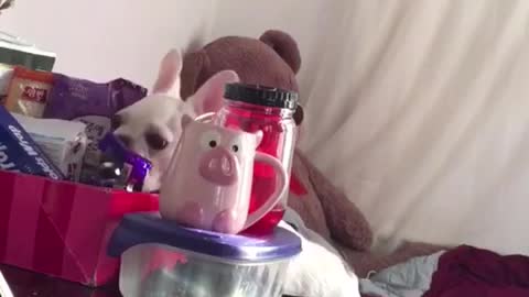 Hidden camera reveals French Bulldog's love for Nutella