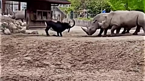 Rhino vs goat great fight #animals #wild #usa #