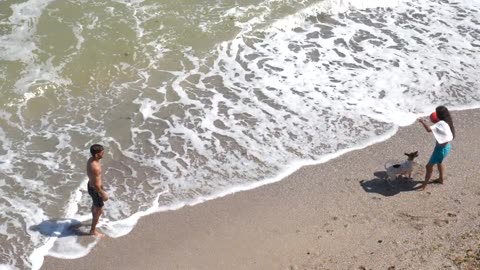 #Cute Dog #playing on beach #Sensible Dog #playful Dog 😍❤️